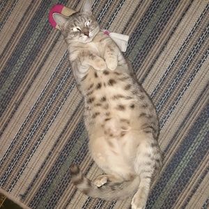 Meet your Posher, Dawn